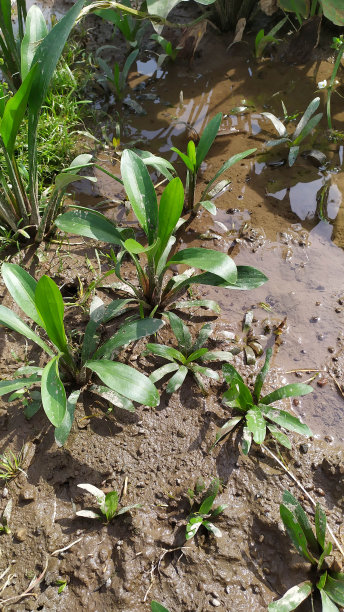 水中观赏植物