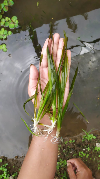 水中观赏植物