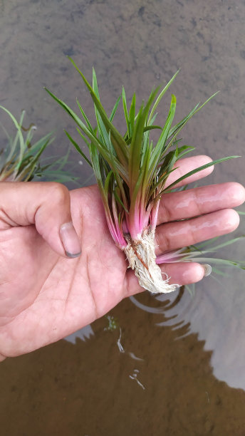 水中观赏植物