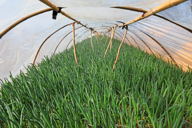 香料经济植物