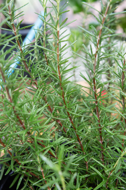 香料经济植物