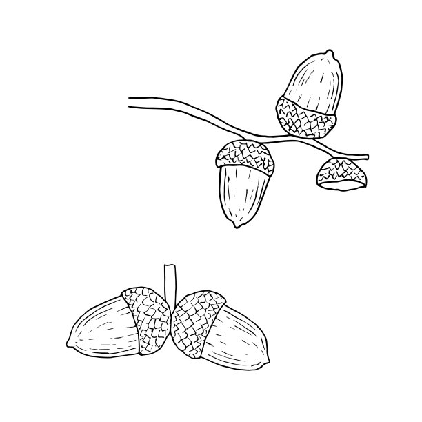 坚果创意插画