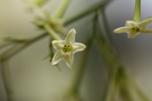 昙花图片