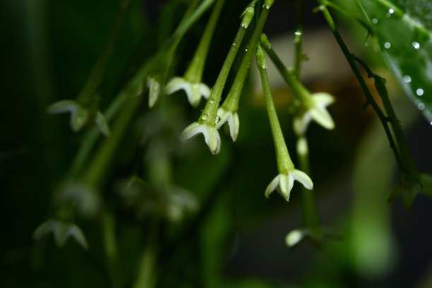 昙花图片