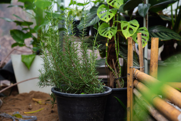 香料经济植物