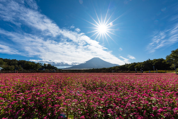 富士山插花