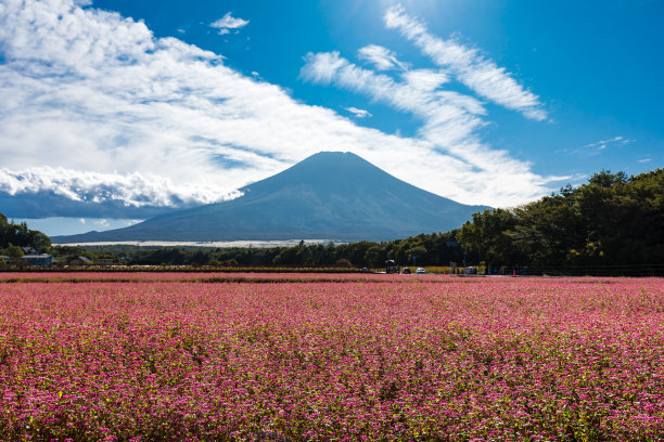 富士山插花