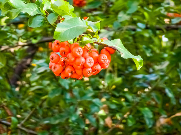 蔷薇科植物火棘红色果实和枝叶