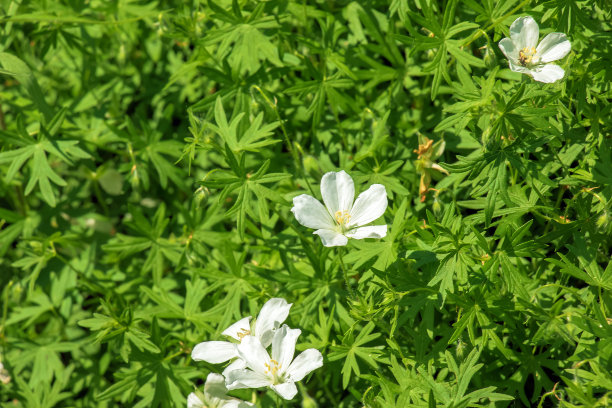 血液,季节,组物体