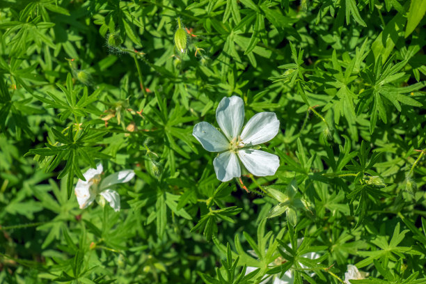 血液,季节,组物体