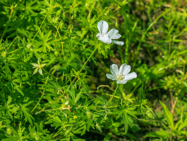 血液,季节,组物体