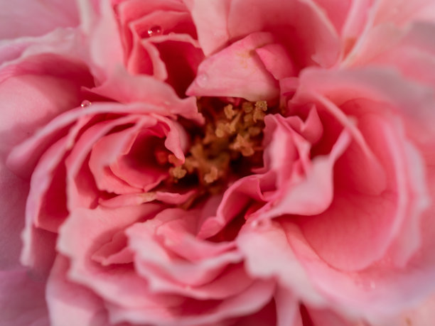 蔷薇花素材