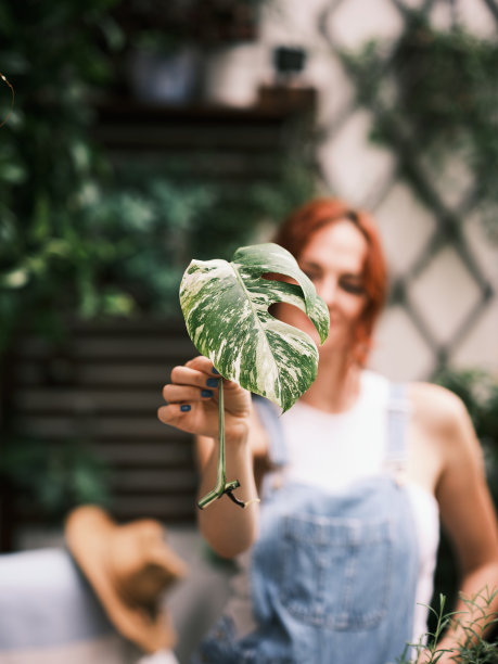 阳台植物架