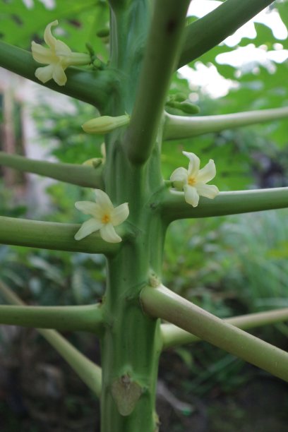 蔬菜水果甜品印花图案