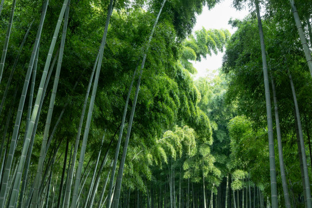 竹资源风景区