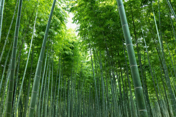 竹资源风景区