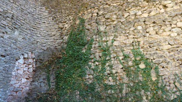 石墙和绿藤