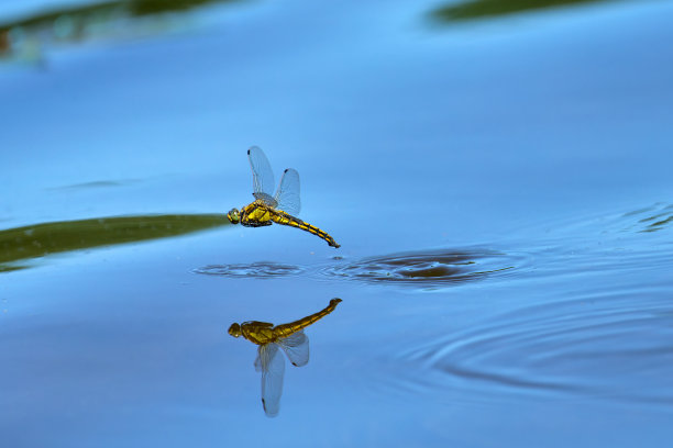 水上的昆虫