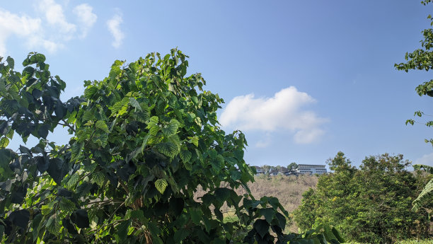 城市 纽约 鸟瞰 地平线 都市