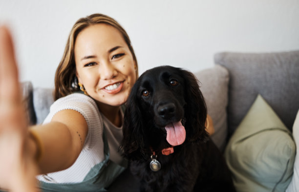 健康开心的狗狗 漂亮狗狗玩耍