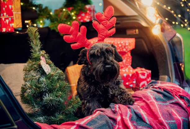 可爱的,纯种犬,圣诞装饰物