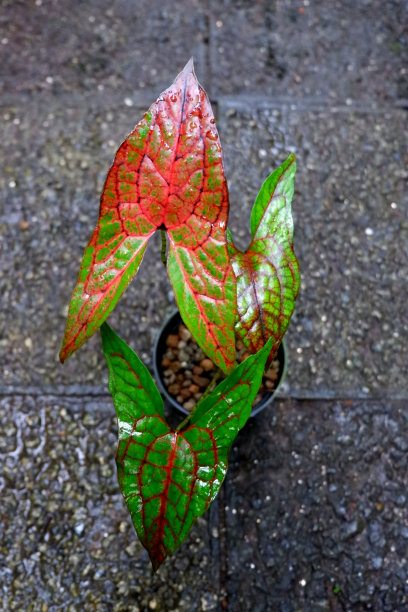 室内植物,杂色的,叶子