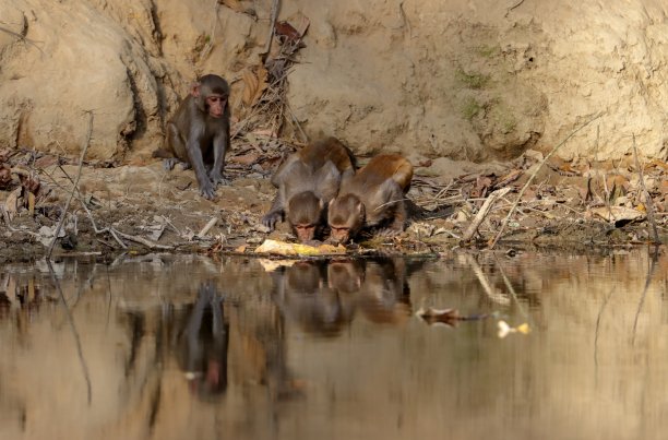 喝水的猴子