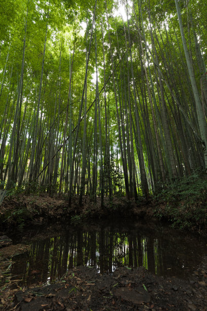 竹,池塘,竹林