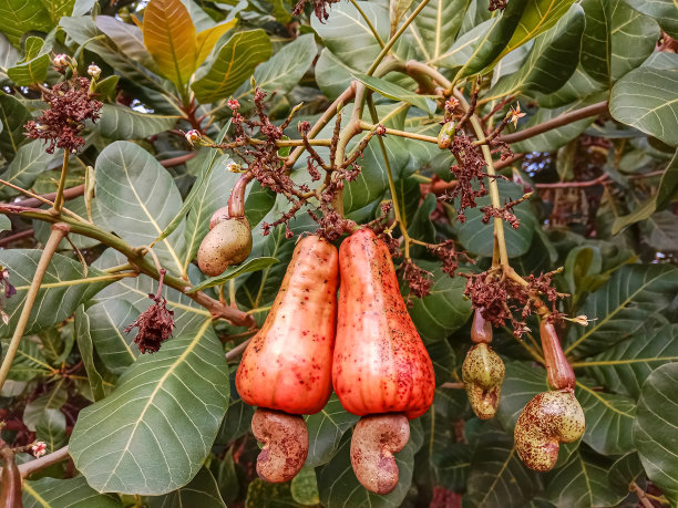 印尼腰果花