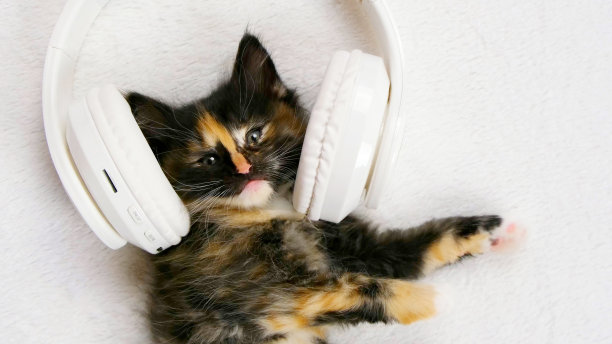 听音乐的猫
