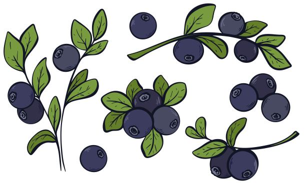 复古绘画蓝莓插画