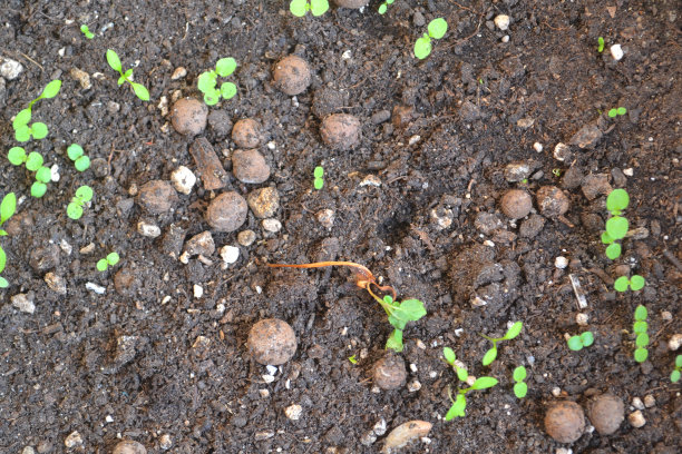 盆栽苹果树