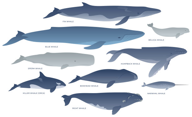 白鲸,鲸,抹香鲸