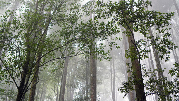 风景素材薄雾远山草地树林