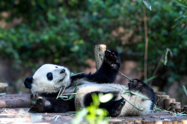 大熊猫与竹林