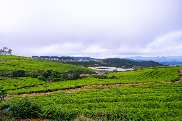 蓝天白云茶园景