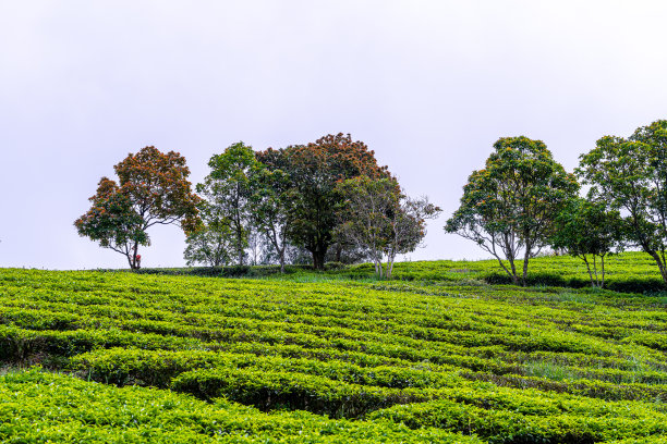 蓝天白云茶园景