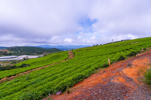 蓝天白云茶园景