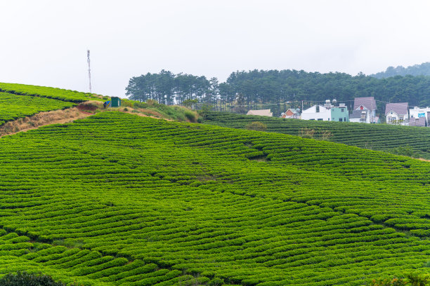 蓝天白云茶园风景图片