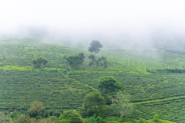 蓝天白云茶园风景图片