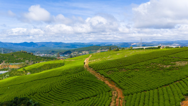 蓝天白云茶园风景图片