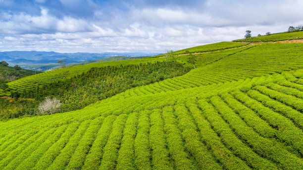 蓝天白云茶园风景图片