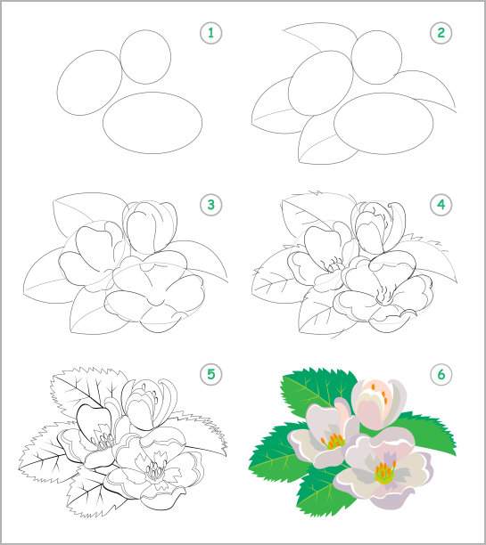 茉莉花线描