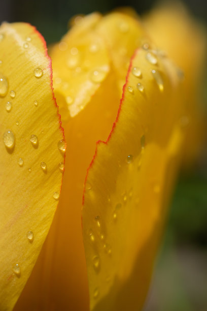 雨后鲜艳的郁金香