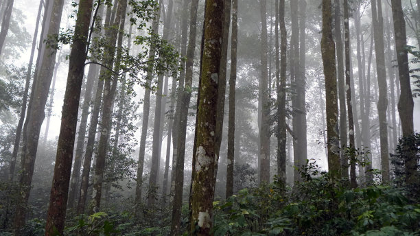 风景素材薄雾远山草地树林