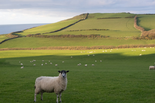 草原上看镜头的羊