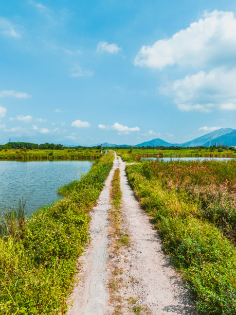 乡村,小径,湿地