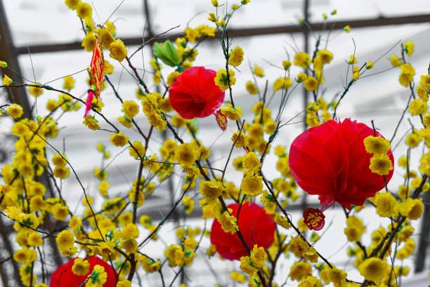 悬挂菊花