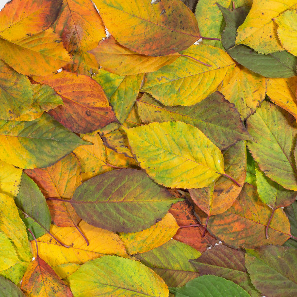 树叶质感秋季广告促销素材