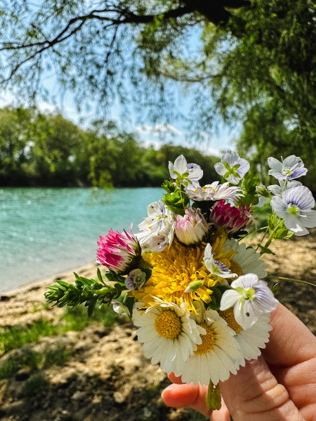 河边雏菊